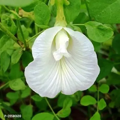 Aparajita Butterfly Pea Plant  white aprajita-thumb0