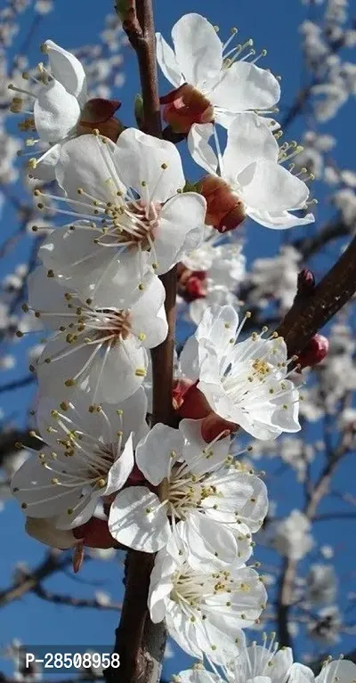 Almond Plant  Badam Almond XPLaNeTreee-thumb0