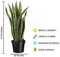 Earth Angels Snake Plant SNAKE PLANT AA22-thumb1