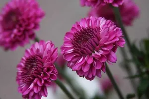 Earth Angels Chrysanthemums Guldavari Plant Chrysanthemum Plant-thumb2