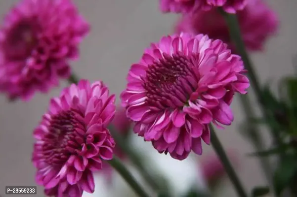 Earth Angels Chrysanthemums Guldavari Plant Chrysanthemum Plant-thumb3