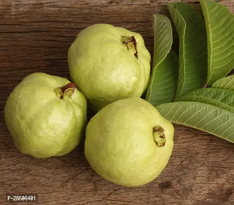 Guava Plant  Plant  L49 GUAVA2-thumb0