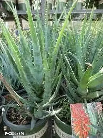 Earth Angels Aloe Vera Plant Aloe Vera Plant 094-thumb0