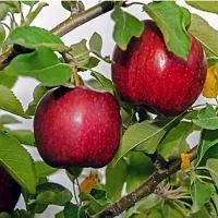 Apple Plant  Live Red Apple Fruit Plant-thumb1