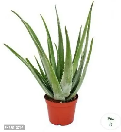 Natural Live Plant for Home Garden-thumb0