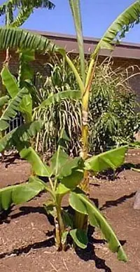 Natural Live Plant for Home Garden-thumb2