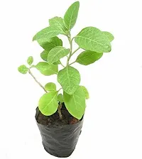 AshwagandhaIndian Ginseng AshwagandhaWinter Cherry Medicinal Plant  With Pot-thumb1