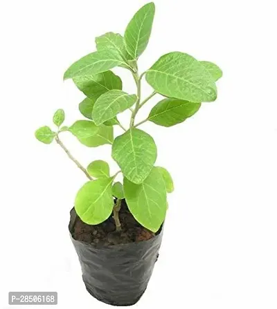 AshwagandhaIndian Ginseng AshwagandhaWinter Cherry Medicinal Plant  With Pot-thumb2