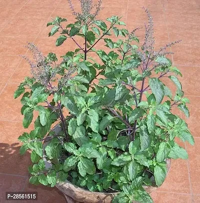 Earth Angels Tulsi Plant TL-BPC-CB10MAR93-thumb0