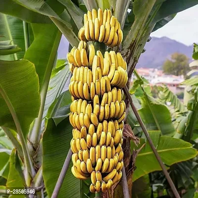 Banana Plant  Cavendish Subgroup BANANA-thumb0