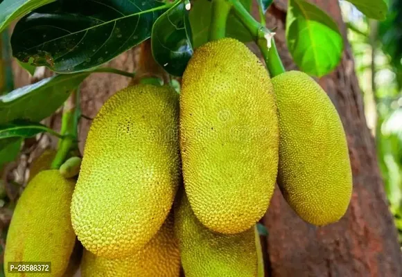 Jackfruit Plant  Mango Plant kingdom177