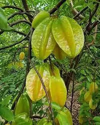 Star Fruit Carambola Grafted Plant  Kamranga xoxy1-thumb1