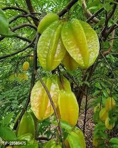 Star Fruit Carambola Grafted Plant  Kamranga xoxy1-thumb2