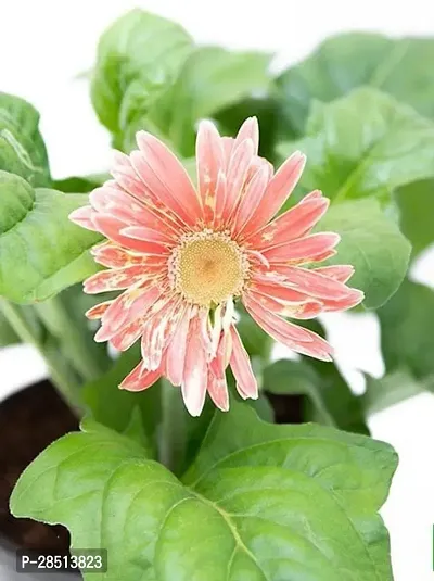 Natural Live Plant for Home Garden-thumb3