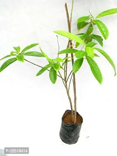 Natural Live Plant for Home Garden-thumb2