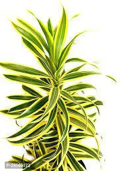 Song Of India Plant  SongOfIndia xPed01-thumb3