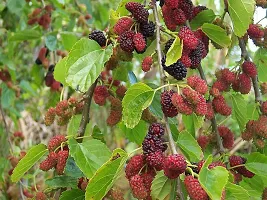 Earth Angels Berry Plant Sweet Mulberry Plant-thumb1