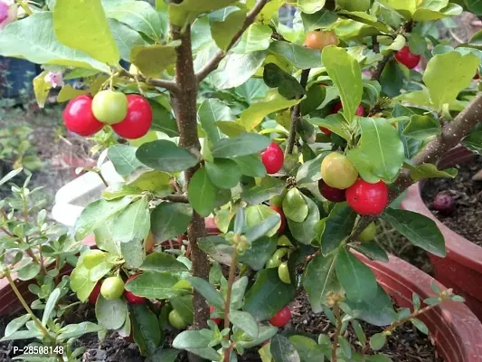 Cherry Fruit Plant  Cherry Oxygp68-thumb2