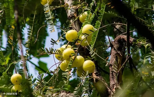 Amla Plant  Amla Plant heaven106-thumb0