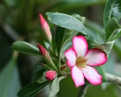 Adenium Plant  ADENIUM A2 Plant-thumb2