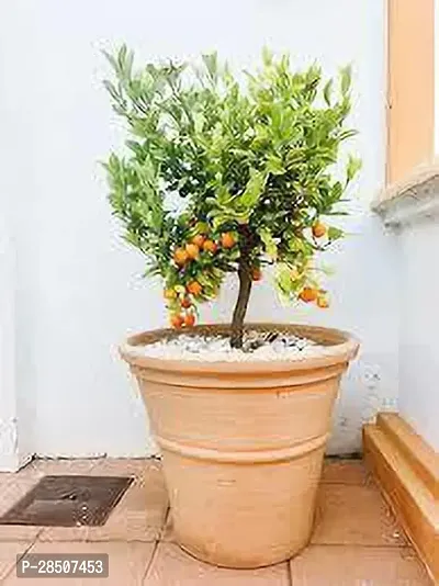 Orange Plant  OJO01