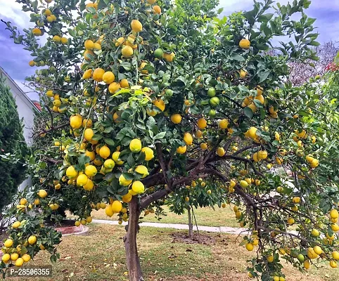 Lemon Plant  Lemon Live Plant  Desi Lemon-thumb0