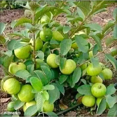 Guava Plant  Guava Plant   Hybrid Pack of 14-thumb0