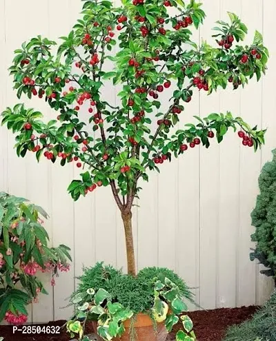 Cherry Fruit Plant  Grafted Sweet Red Cherry Live Plant-thumb0