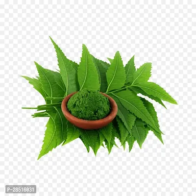 Natural Live Plant for Home Garden-thumb2