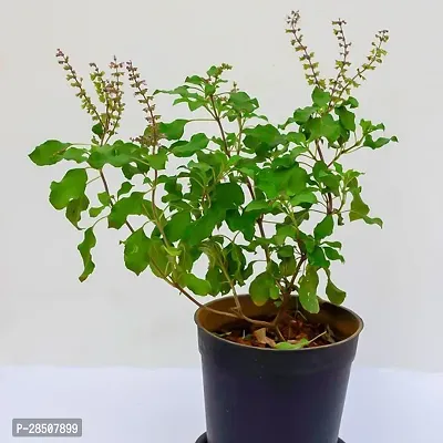 Tulsi Plant  Tulsi Xphoolmati31-thumb0