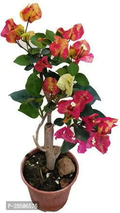 Bougainvillea Plant  bt01-thumb0