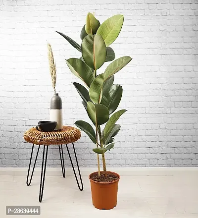 Earth Angels Rubber Tree Live Rubber Plant for Indoor Home DecorationAir Purification v72-thumb0