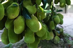 Jack Fruit Plant  kerala green jackfruit Plant-thumb1