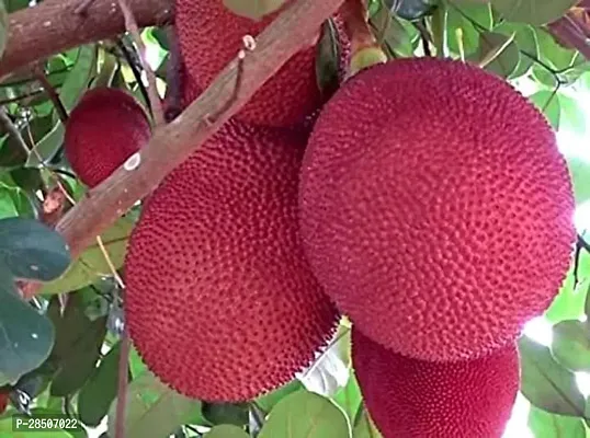 Jack Fruit Plant  RED JACKFRUIT Plant-thumb0