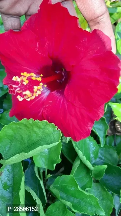 Hibiscus Plant  hibiscus RED-thumb0