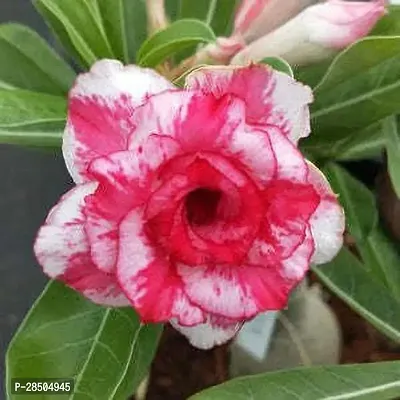 Adenium Plant  Adenium Plant  50-thumb0