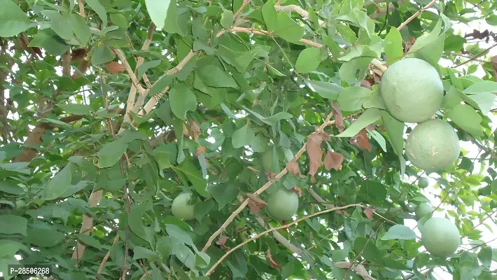 Custard Apple Plant  Plant  KOOVALAM-thumb0