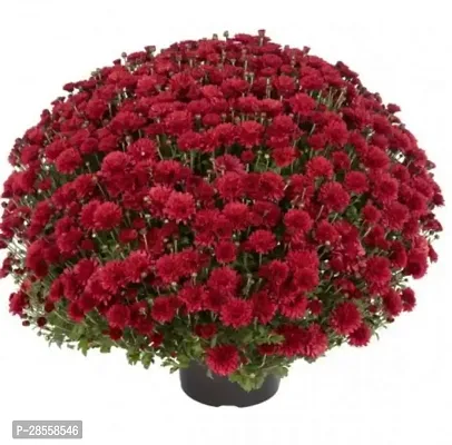 Earth Angels Chrysanthemums Guldavari Plant Chrysanthemum Flower Plant