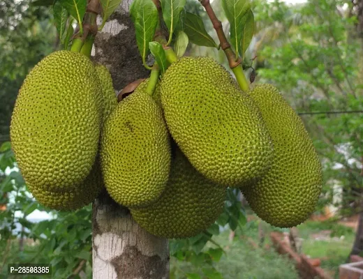 Jackfruit Plant  Kathall Plant kingdom21-thumb0