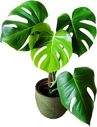 Monstera Deliciosa Plant  Monstera Deliciosa-thumb2