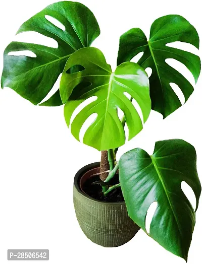 Monstera Deliciosa Plant  Monstera Deliciosa-thumb3