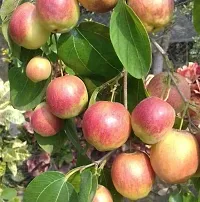 Ber Apple Plant  Rare seedless Apple Ber Thailand variety fruit Jujube Fruit Grafting Live Plant-thumb1