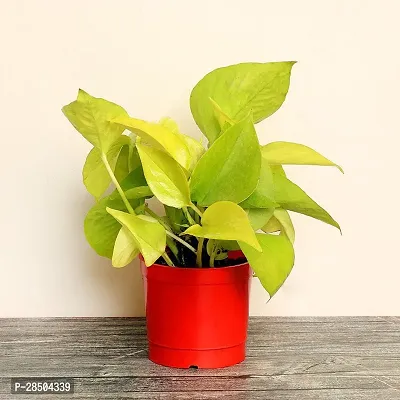 Money Plant  Money Plant  46-thumb0