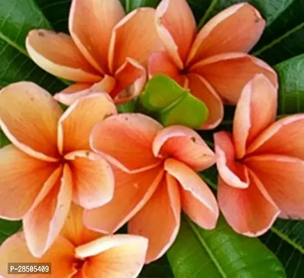 Plumeria Plant  Champa Flower Plant  K011-thumb0