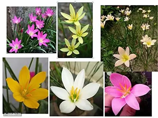 Lily Plant  Rain Lily Bulbs  Zephyranthus  Multicolour   Pack of 5-thumb0