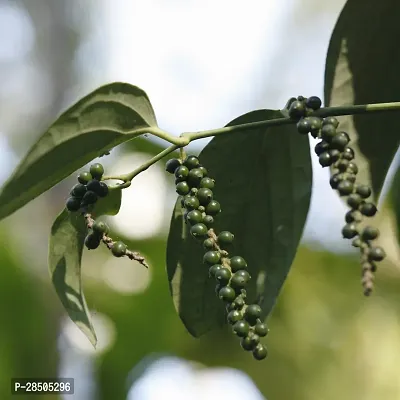 Black Pepper Plant  Black Pepper Plant-thumb0