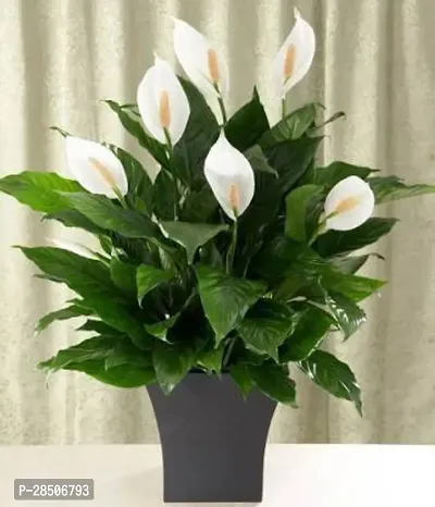 Peace Lily Plant  peace lily Plant  0019