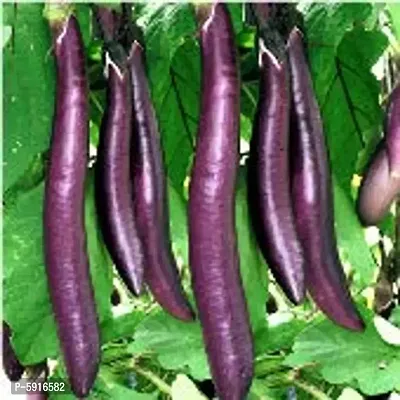 Brinjal Purple for Home and Kitchen Garden Pack of 50 Seeds