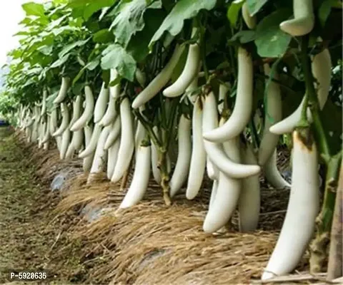 Brinjal White Egg Plant Seeds for Home and Kitchen Garden Pack of 50 Seeds