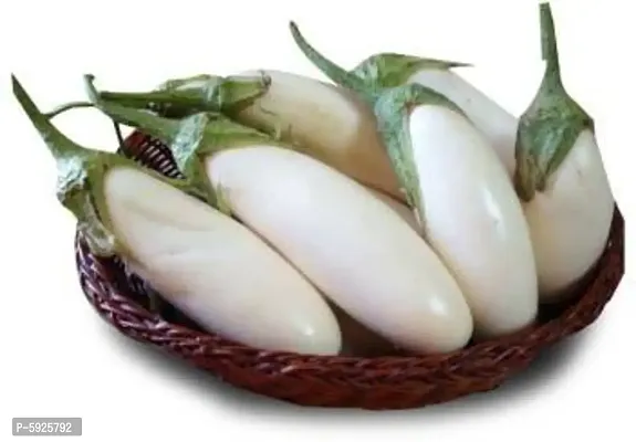 Brinjal White ( Desi Indigenous) Egg Plant Seeds for Home and Kitchen Garden Pack of 50 Seeds
